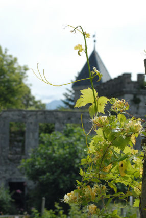 Photographe patrimoine et traditions dans les Alpes : jardins de plantes du château de Miolans, Saint-Pierre d'Albigny