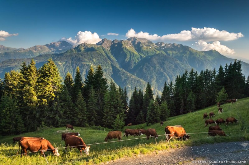 Paysage des Alpes dans le Beaufortain : le Mont Blanc un troupeau de vaches tarines et abondances devant le Mont Mirantin
